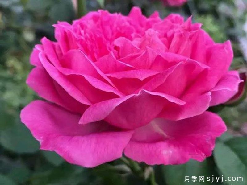 古老月季花品种排行榜，传世杰作国月10款(图5)