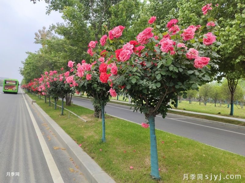 南阳月季打响品牌，花开亦倾城(图2)