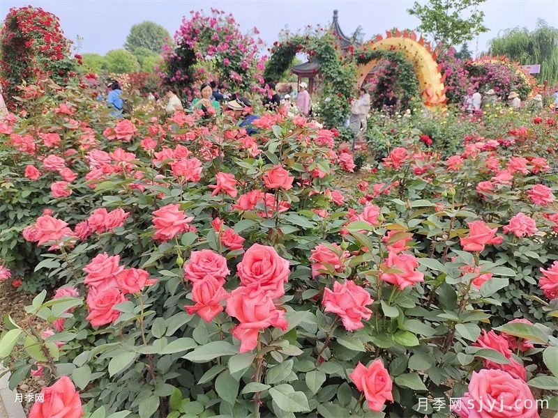 南阳月季打响品牌，花开亦倾城(图1)