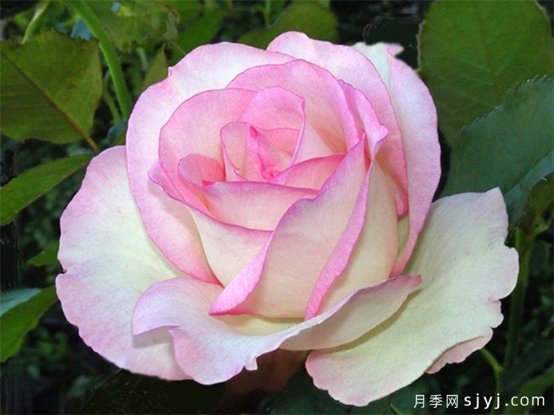 分享30个又美又香又大的月季品种(图1)