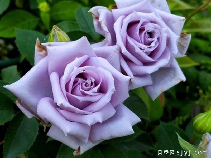 分享30个又美又香又大的月季品种(图3)