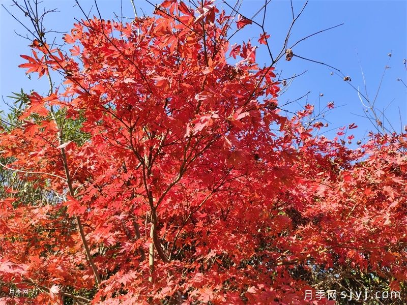 庭院常用的12个植物合集(图3)