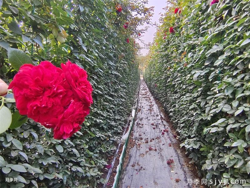 月季夏天总养死？新手避开这些坑(图2)