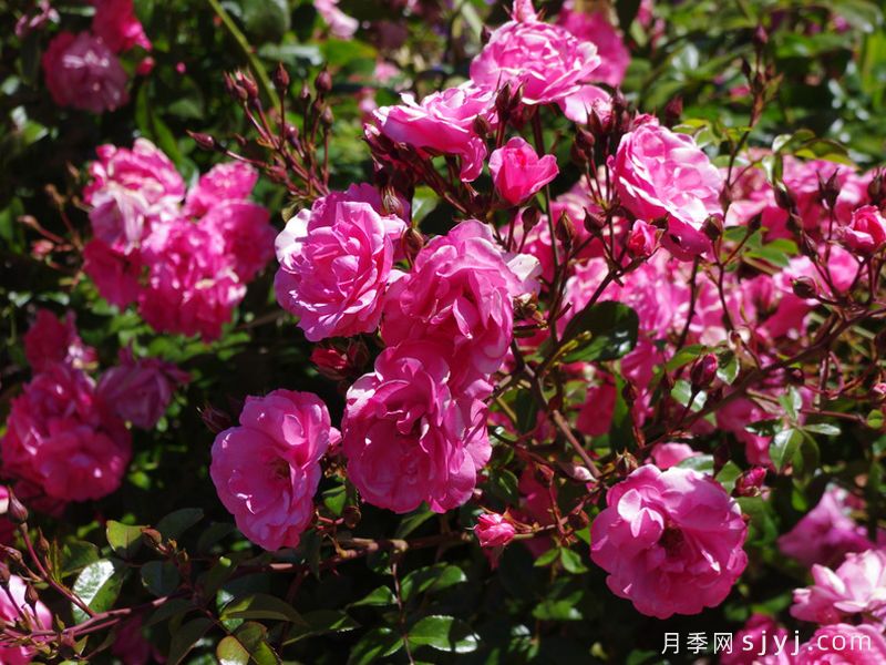 佩内的恋人月季Les Amoureux de Peynet(图2)
