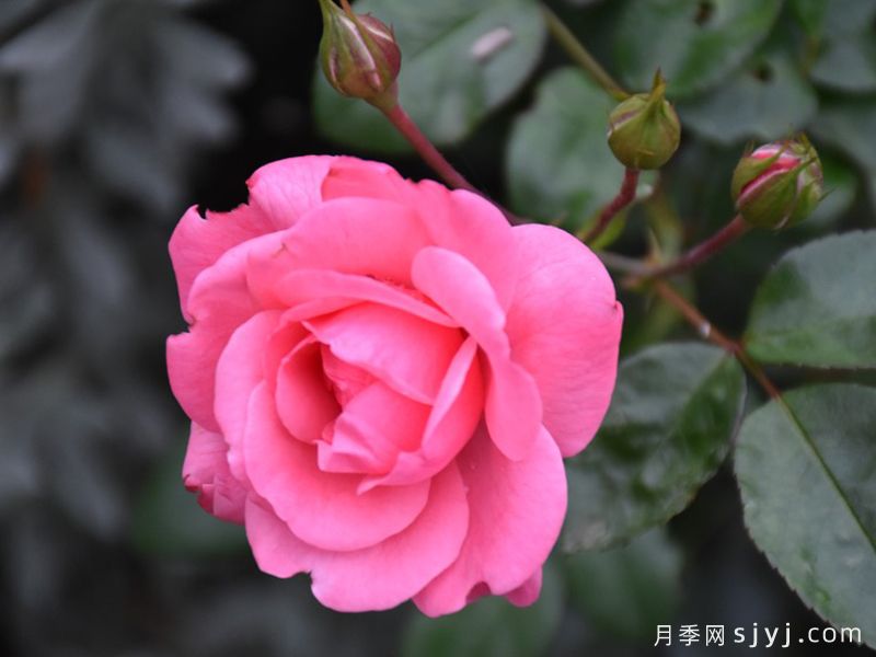 佩内的恋人月季Les Amoureux de Peynet(图1)