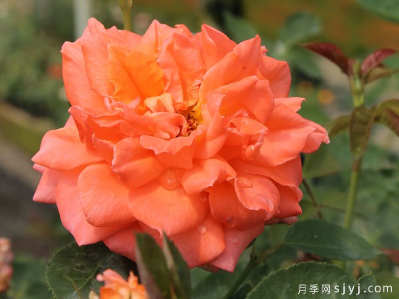 明亮火焰月季/光明之火Bright Fire(图1) 明亮火焰月季/光明之火Bright Fire(图1)