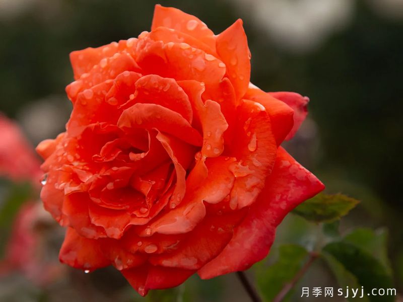 明亮火焰月季/光明之火Bright Fire(图2) 明亮火焰月季/光明之火Bright Fire(图2)