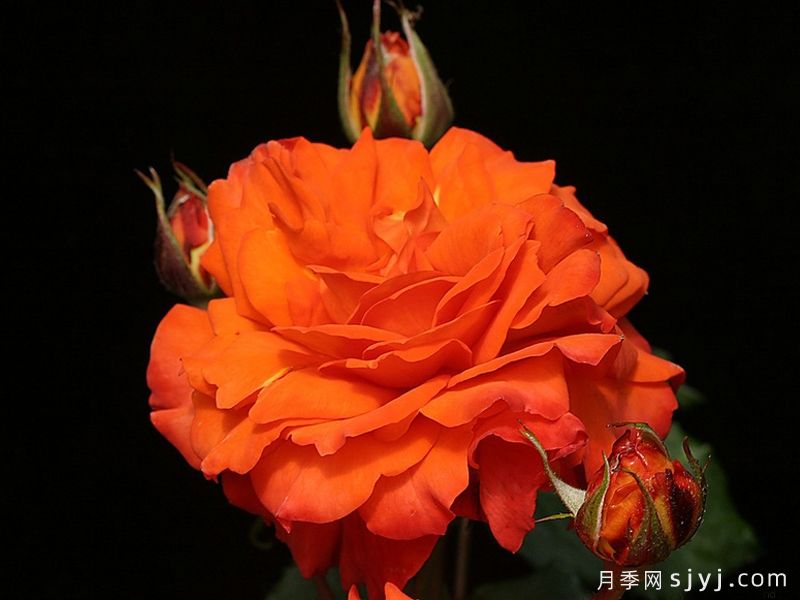 明亮火焰月季/光明之火Bright Fire(图3) 明亮火焰月季/光明之火Bright Fire(图3)