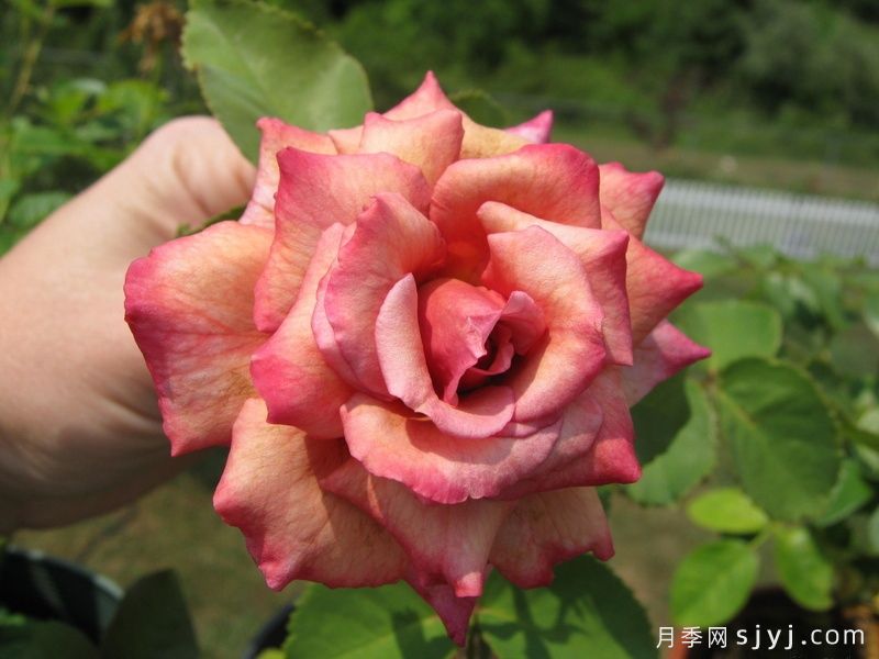 孟菲斯凯金月季Memphis Cajun(图1)