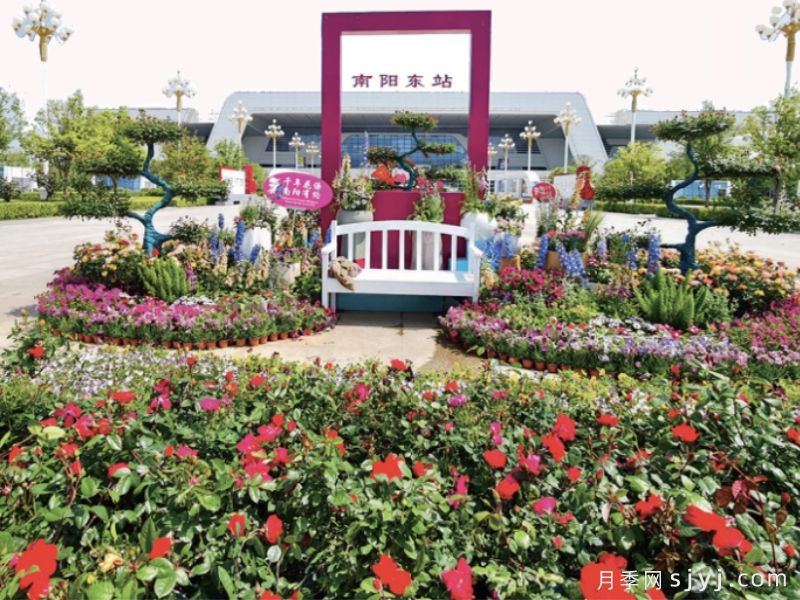 南阳城区1300多万株月季进入盛放时间(图3)