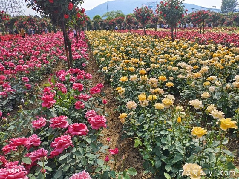 南阳月季花正盛，南阳赏月季攻略(图5)