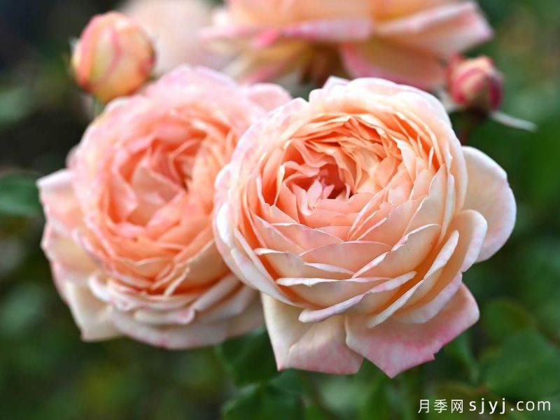 果酱月季Confiture(图2)