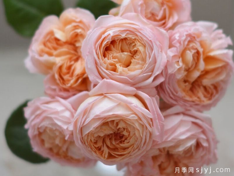 果酱月季Confiture(图1)