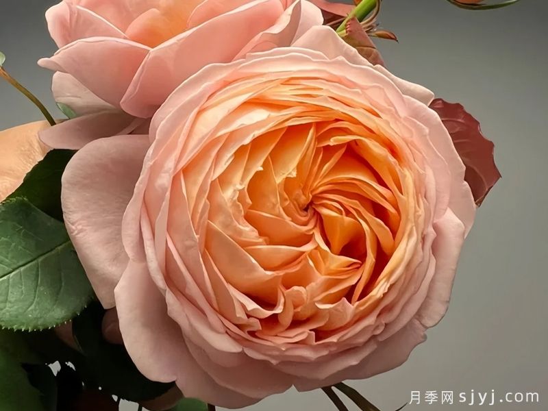 果酱月季Confiture(图3)