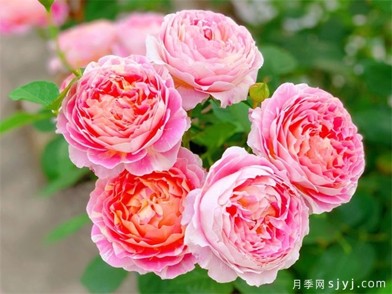 莫奈月季,南北花友都喜欢的条纹月季(图2) 莫奈月季,南北花友都喜欢的条纹月季(图2)