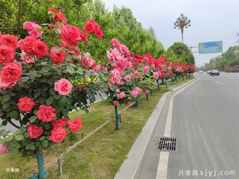 城市绿化有诀窍，适地适树很重要(图1)