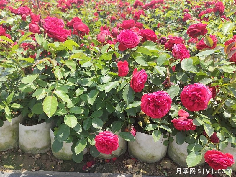 月季花后修剪很必要，应该如何剪？(图1)