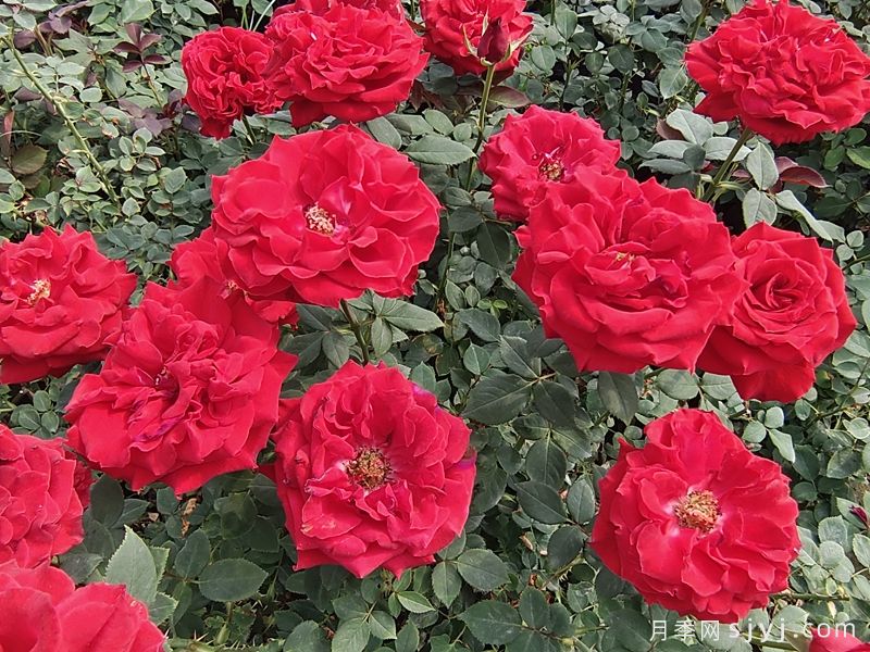 小学作文:美丽的月季花(图1) 小学作文:美丽的月季花(图1)