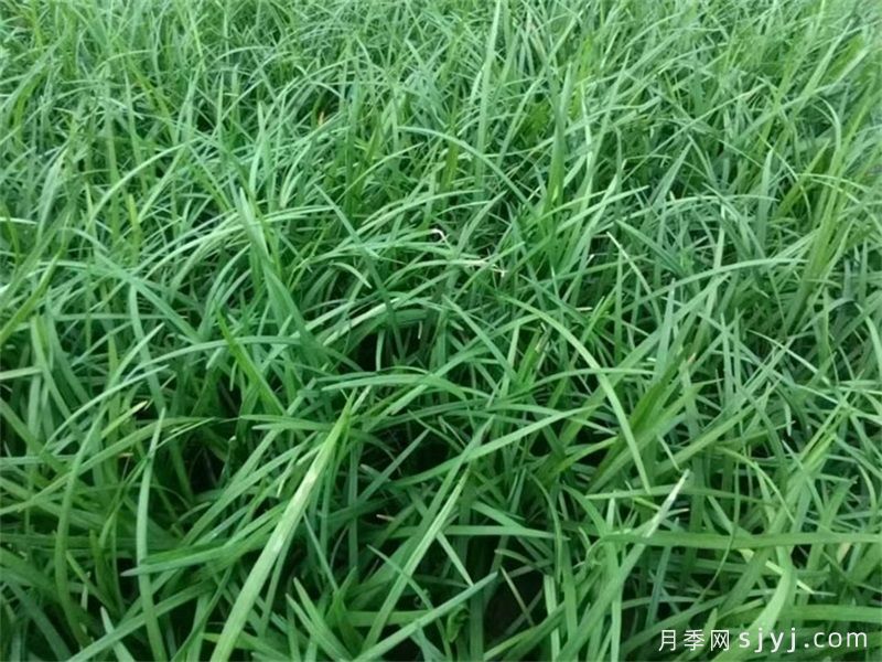 麦冬地杂草如何防除，才能安全又高效？(图1)