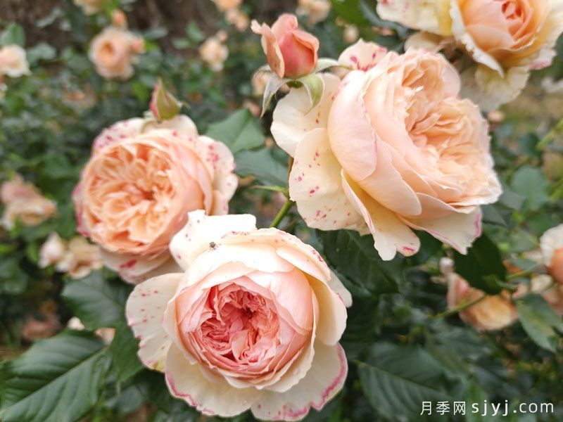 真宙月季：勤花包子，香气扑鼻，耐热好养(图2)