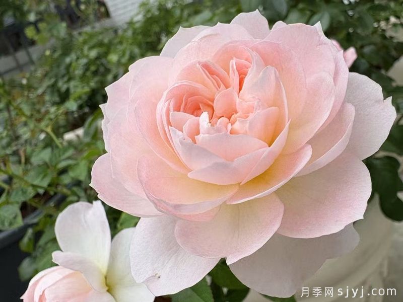 落英月季(图1)