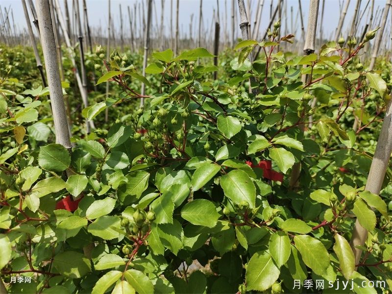 月季剪完冒黄芽，是变异了吗？(图1)