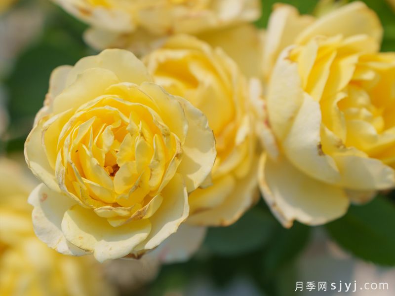 金繁星月季(图1)