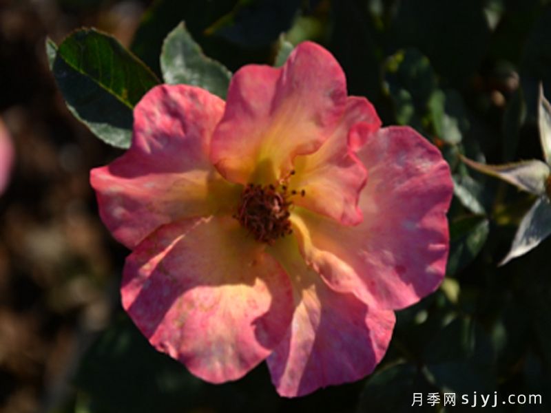 羊城往事月季(图1)