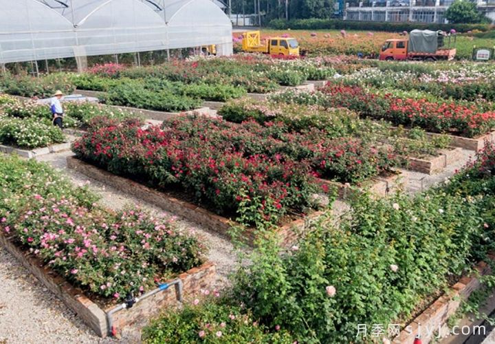 广州市园科院自主培育的5个月季新品种获植物新品种授权(图5)