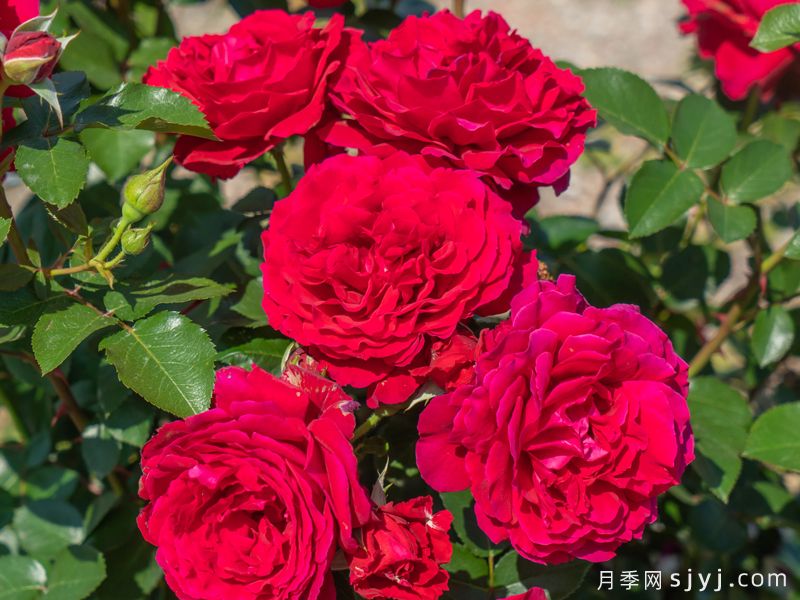 朱殷月季(图2)