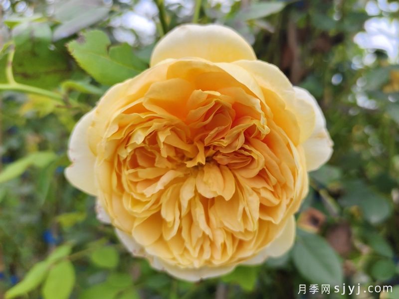 推荐5款爬藤月季，两三年爬满院墙(图5)