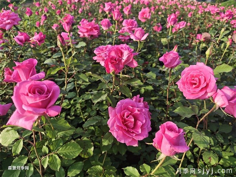 北京大兴魏善庄月季小镇千余种月季进入盛花期(图1)