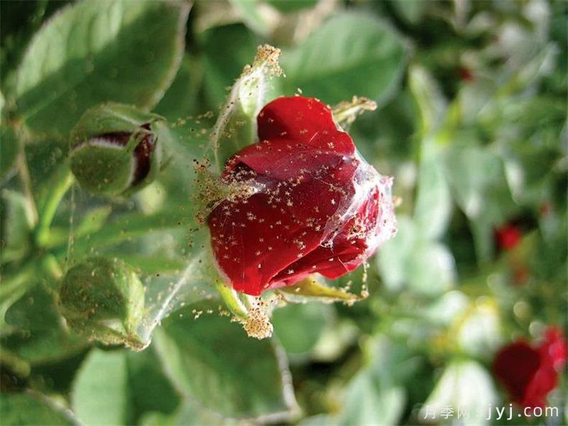月季红蜘蛛越杀越多怎么办?精准消灭红蜘蛛(图1) 月季红蜘蛛越杀越多怎么办?精准消灭红蜘蛛的方法(图1)