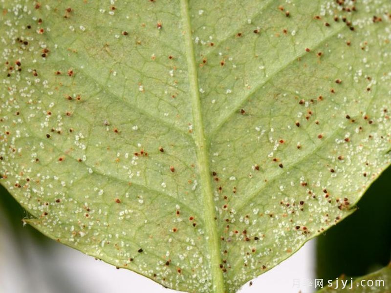 月季红蜘蛛越杀越多怎么办?精准消灭红蜘蛛(图2) 月季红蜘蛛越杀越多怎么办?精准消灭红蜘蛛的方法(图2)