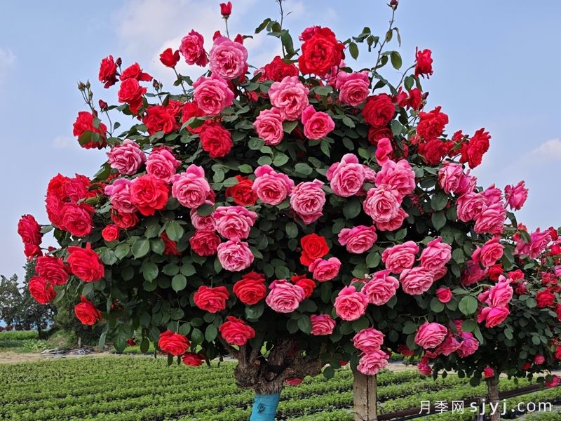 广州市花是什么?适合种月季吗?有哪些月季景点?(图2) 广州市花是什么?适合种月季吗?有哪些月季景点?(图2)