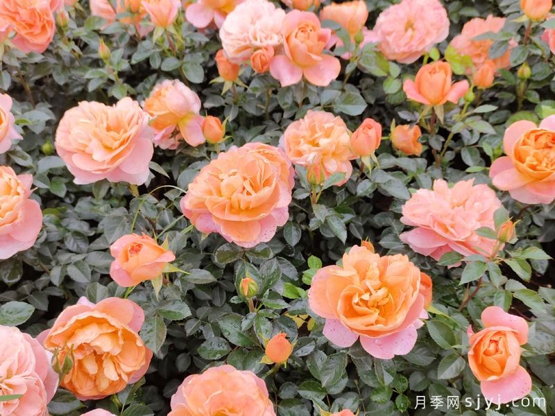 果汁阳台月季好养吗？一年开几次花？(图2)