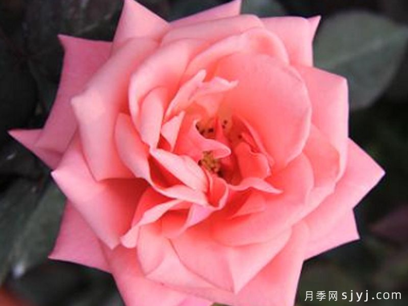 西关小姐月季(图2)