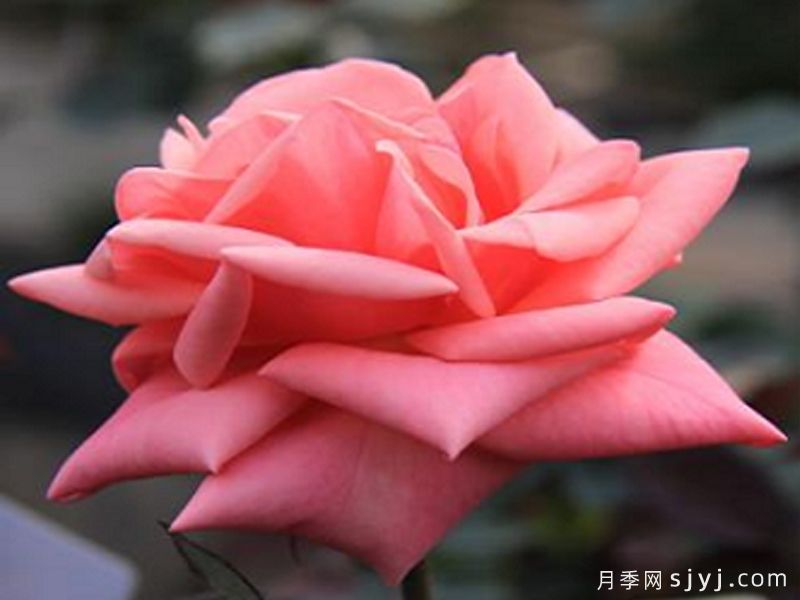西关小姐月季(图1)