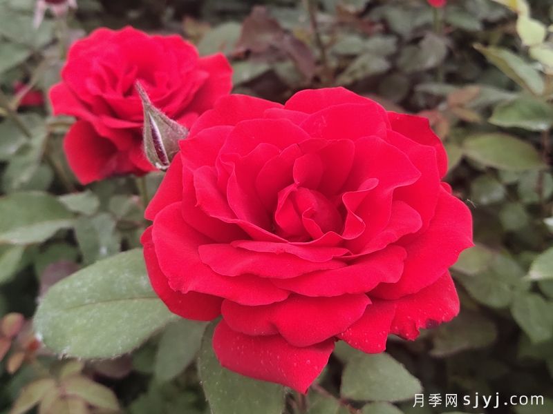 月季花开哈尔滨师大(图1)