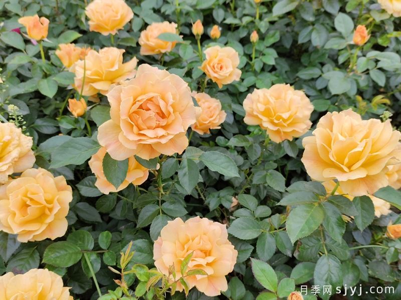 月季花开哈尔滨师大(图2)