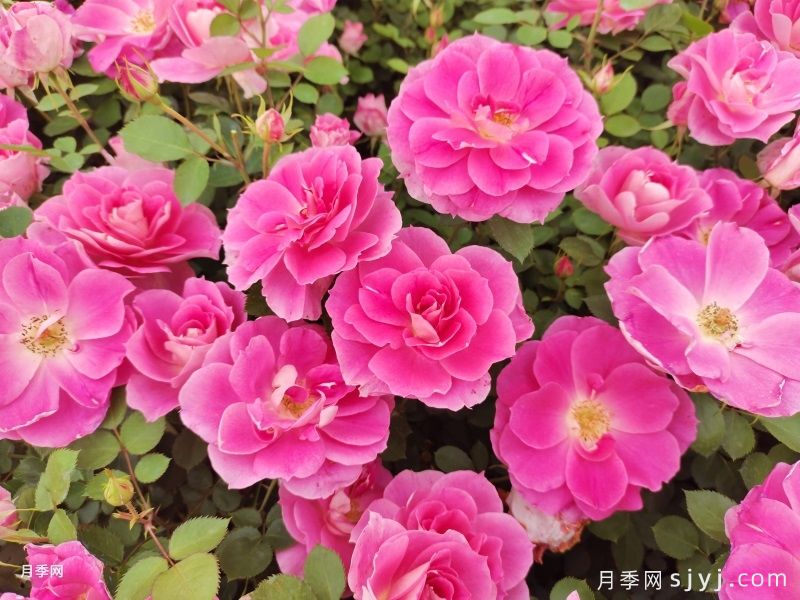 北方耐寒花境植物推荐(图1)