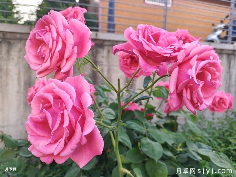 临夏月季应用和月季景观(图1)