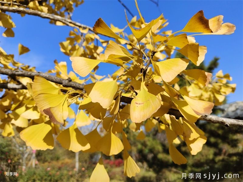 世界上最美丽的10种树(图2)