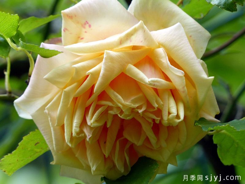 涅尔将军月季/尼埃尔将军Marechal Niel(图1)