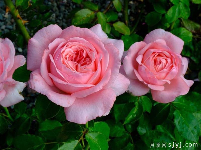  月季推荐，莫利纳尔月季(图2)