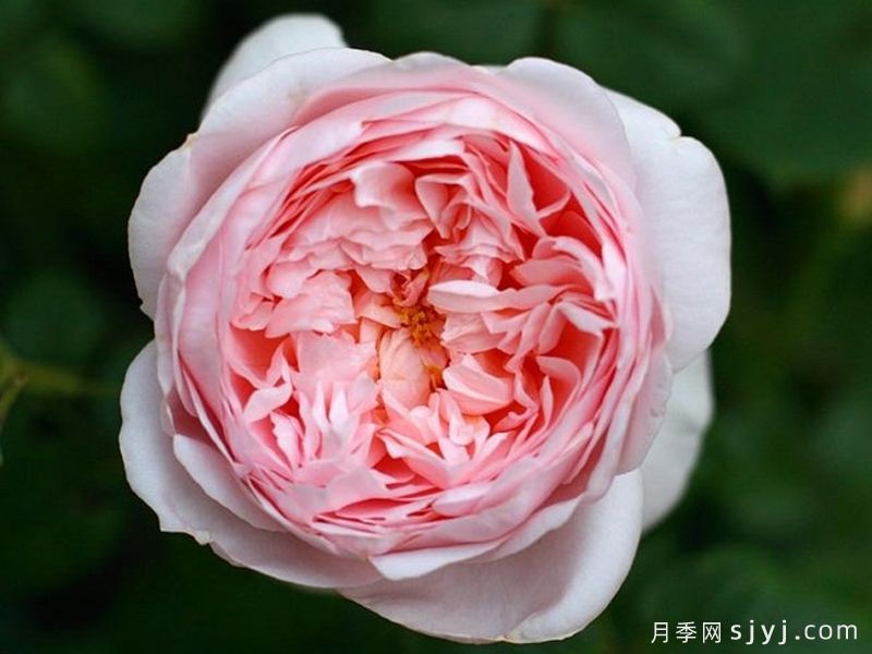 凯瑟琳莫利月季Kathryn Morley(图2)