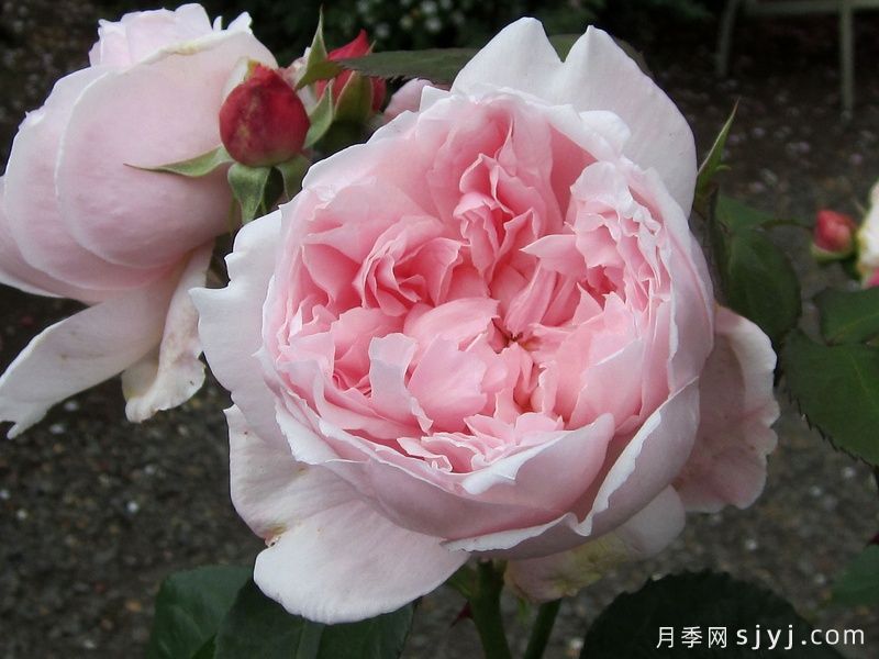 凯瑟琳莫利月季Kathryn Morley(图3)