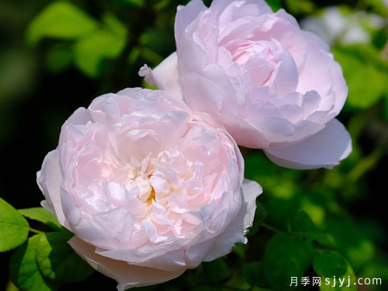 尊敬的米兰达月季Admired Miranda(图2)