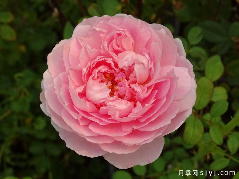 尊敬的米兰达月季Admired Miranda(图1)