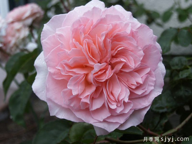 尊敬的米兰达月季Admired Miranda(图3)